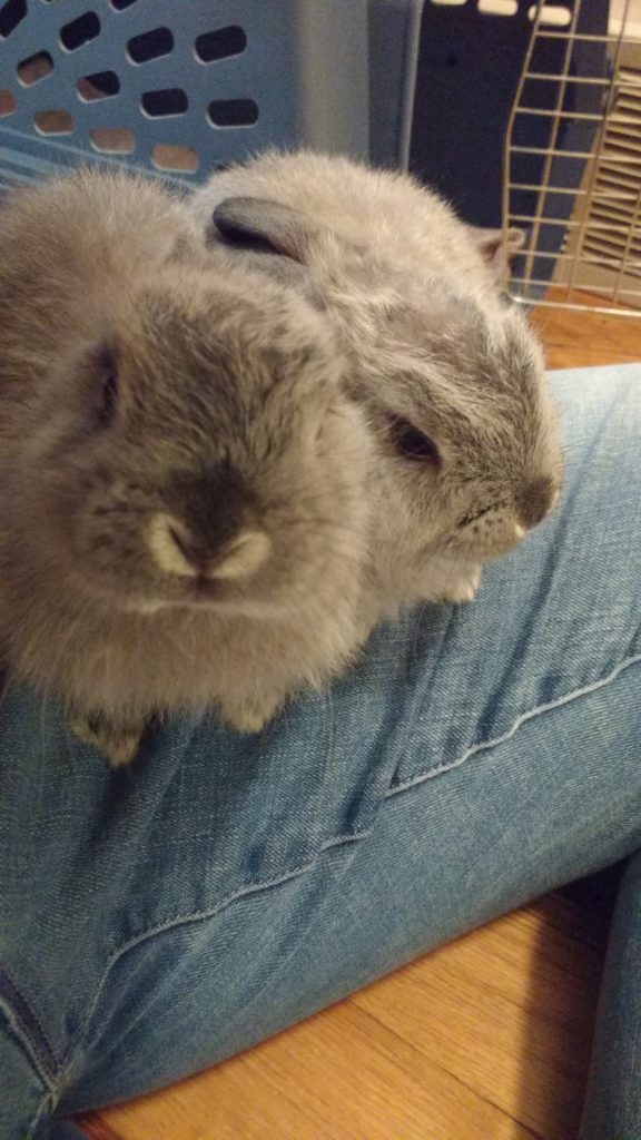 Jamie Garibaldi Rabbit Blog - Jaimie Listens