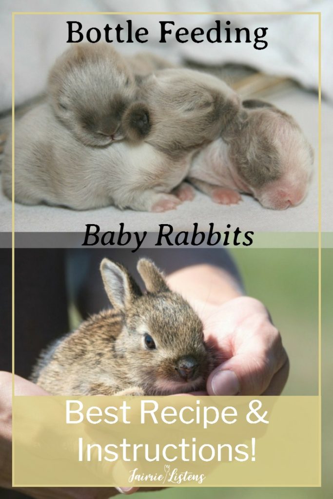 How to Feed Orphaned Baby Rabbits - Jaimie Listens: Feeding baby bunnies can be a really big challenge. You need the right formula and technique to give them the best chance of survival, and I will give you step by step instructions on what I did to save my baby rabbits!