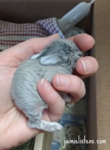 How to Feed Orphaned Baby Rabbits - Jaimie Listens: Feeding baby rabbits can be a challenge. Here is step by step instructions to help you give them the best start in life!