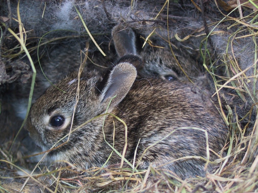 Baby Rabbits: 5 Signs They Need You to Intervene - Jaimie Listens