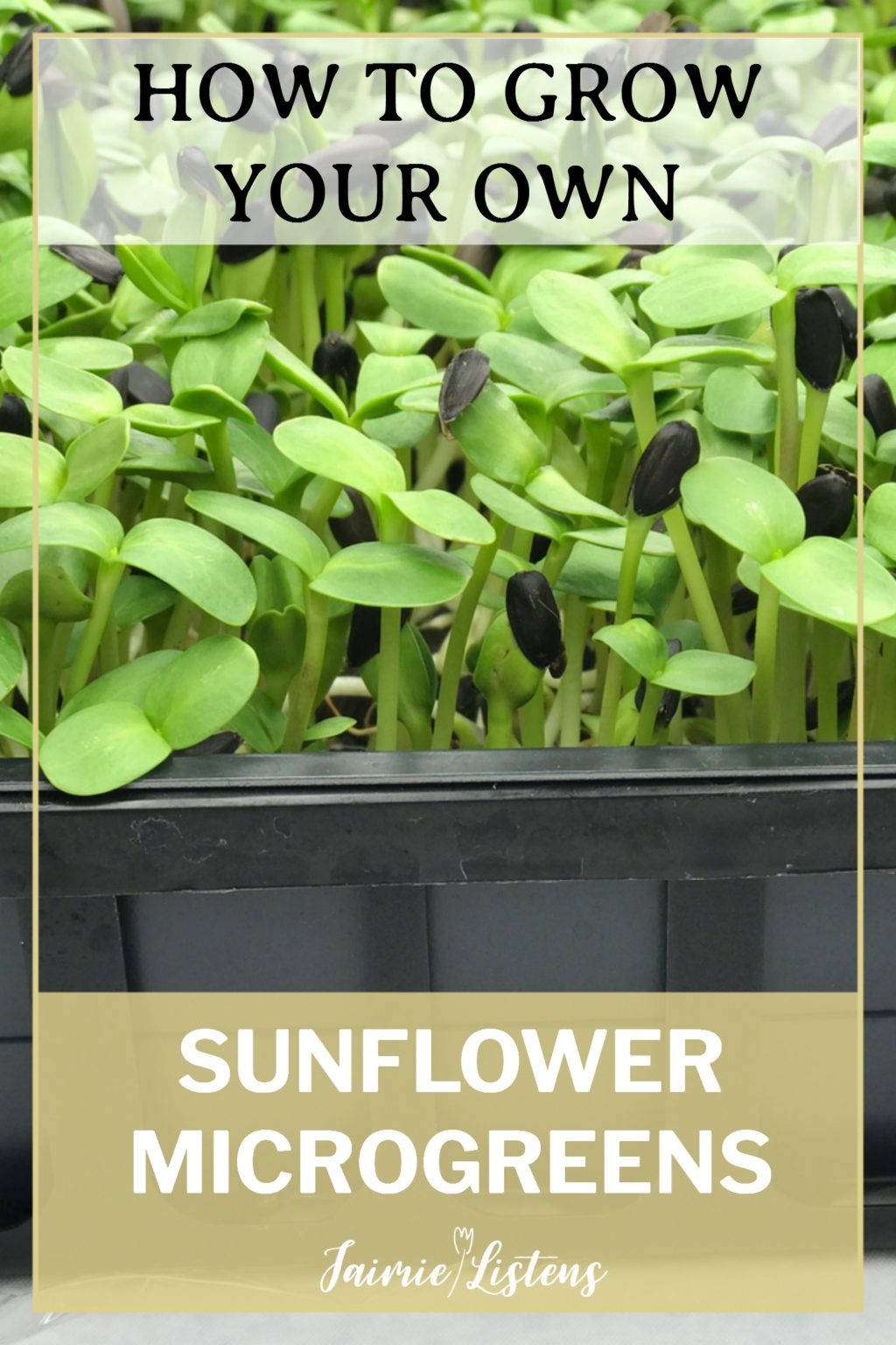DIY Sunflower Microgreens in 7 Easy Steps - Jaimie Listens: Growing sunflower microgreens is easy, inexpensive and fun! I show you the best practices for the most delicious harvest!