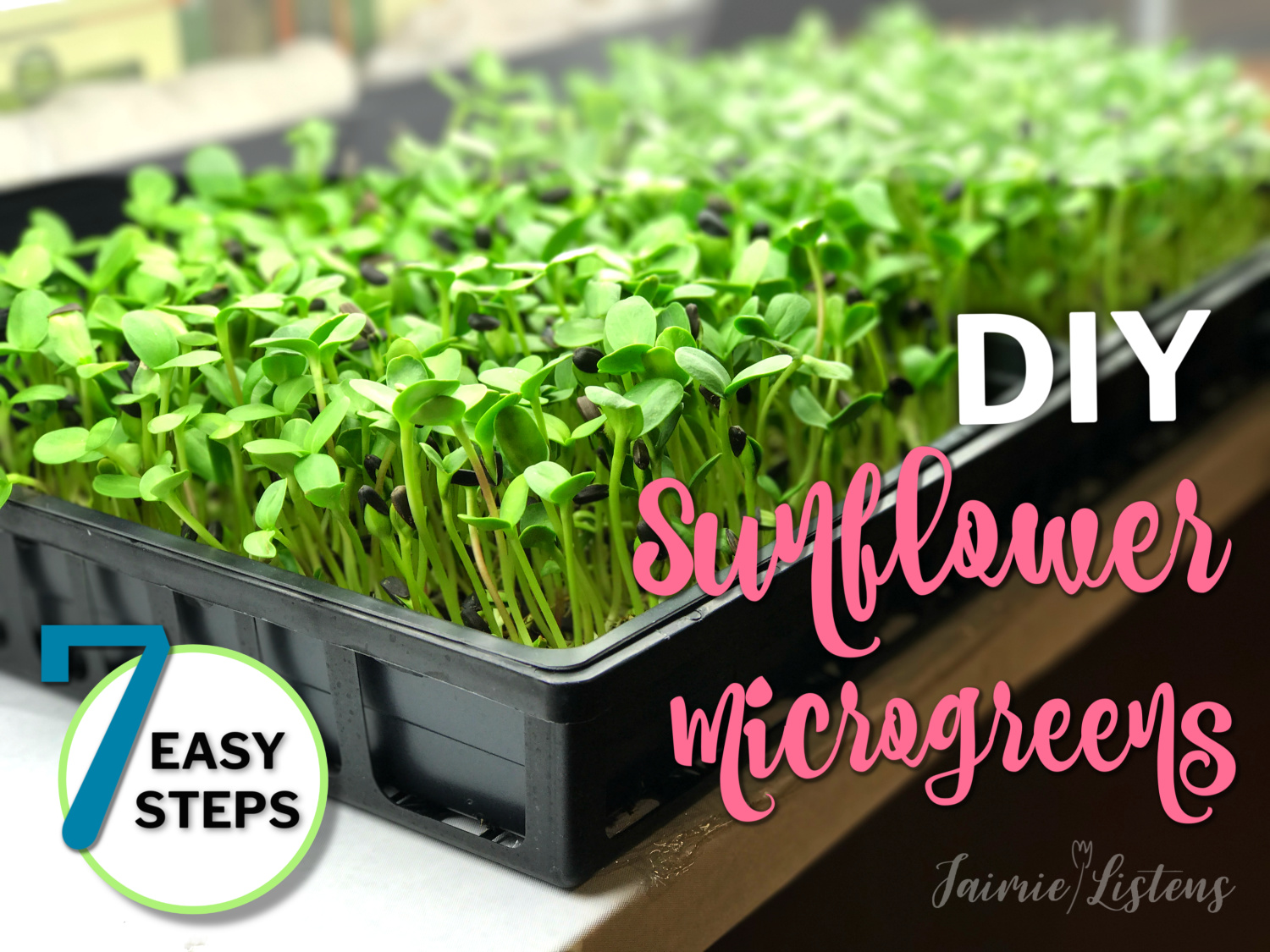 DIY Sunflower Microgreens in 7 Easy Steps - Jaimie Listens: Growing sunflower microgreens is easy, inexpensive and fun! I show you the best practices for the most delicious harvest!