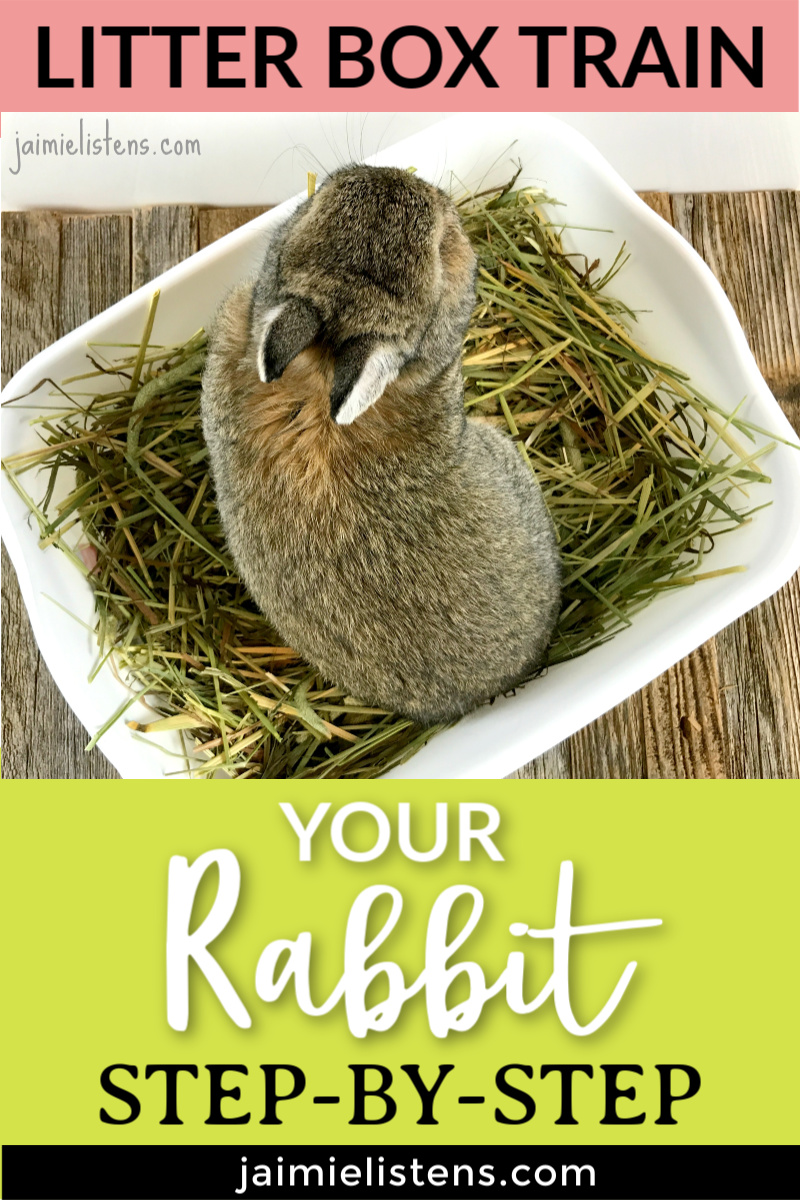  The Easiest Way to Litter Box Train Your Bunny Rabbit - Jaimie Listens