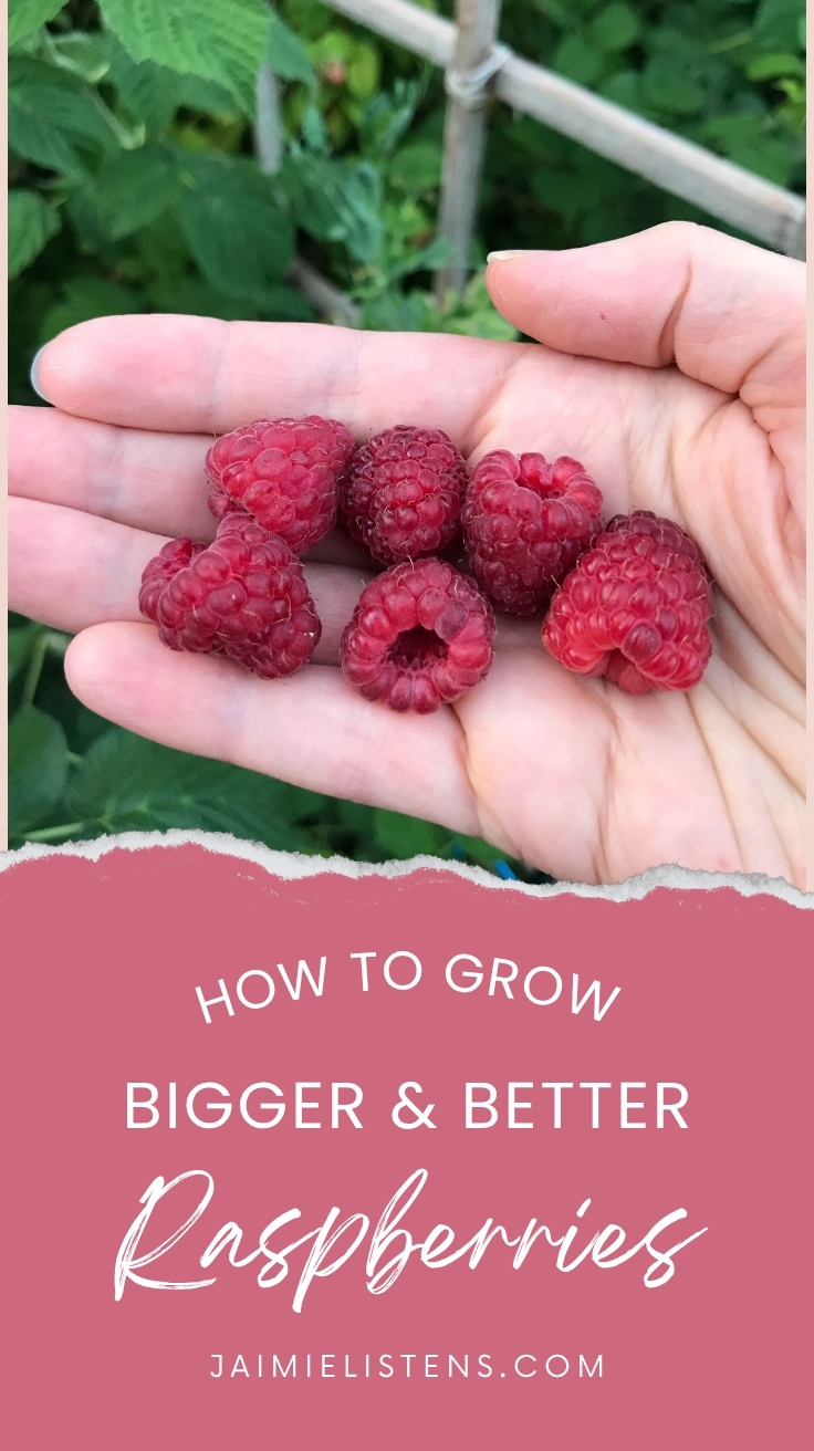 hand holding a cluster of large raspberries picked fresh from a home garden