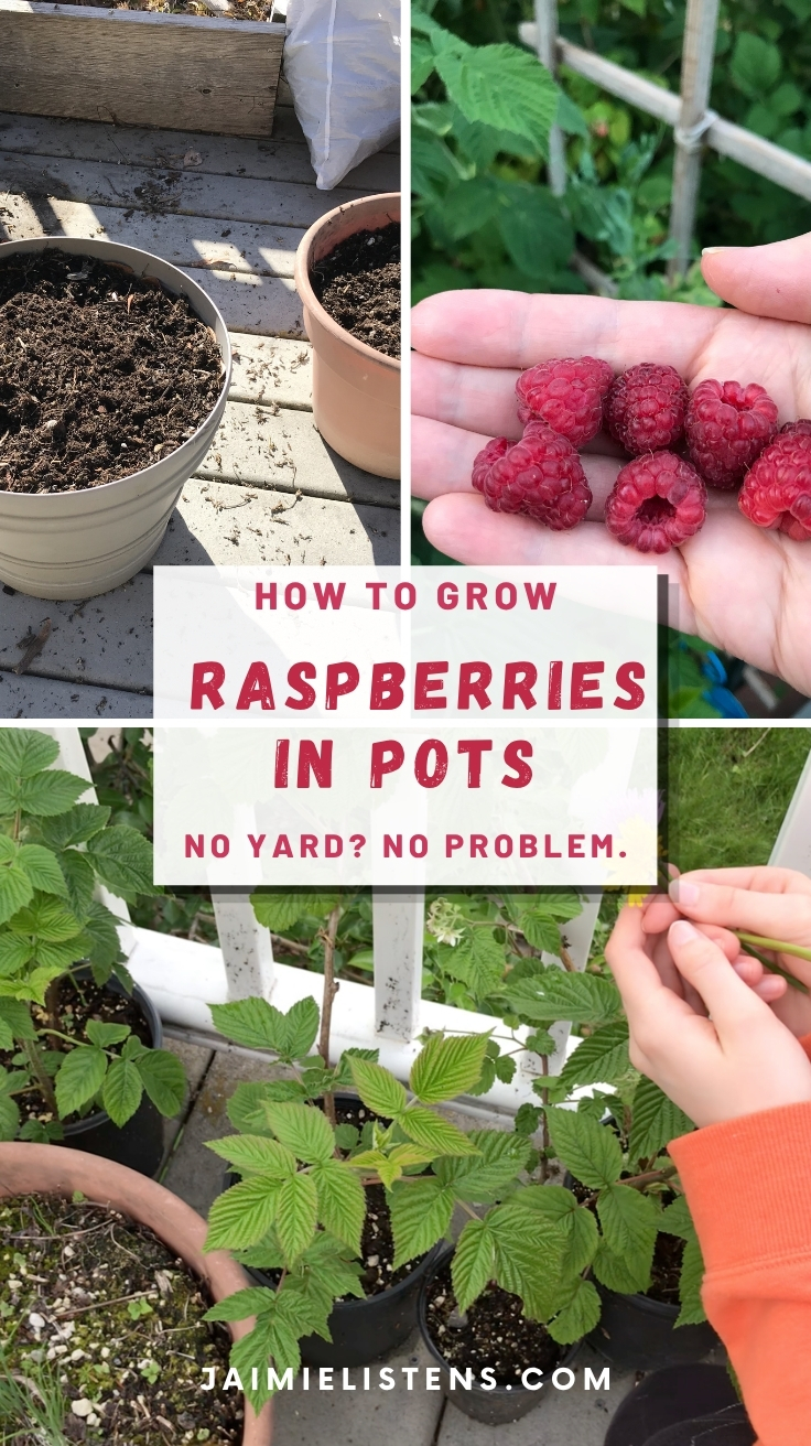 how to grow raspberries in pots using containers with soil, plants, and harvested berries