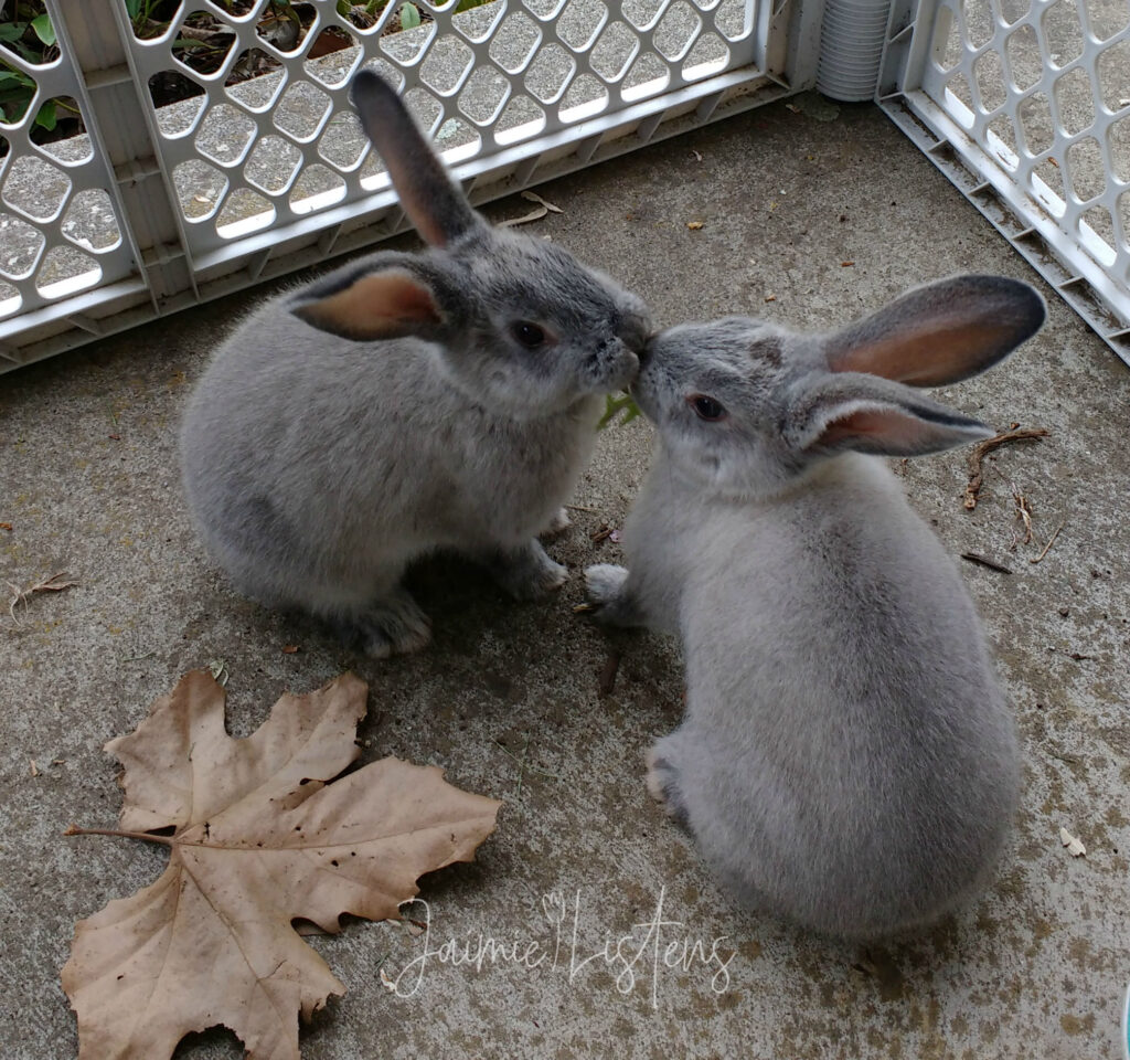 Young rabbits fighting over a dandelion leaf.