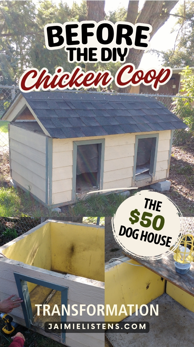 Dirty old extra-large dog house that gets transformed into a chicken coop.