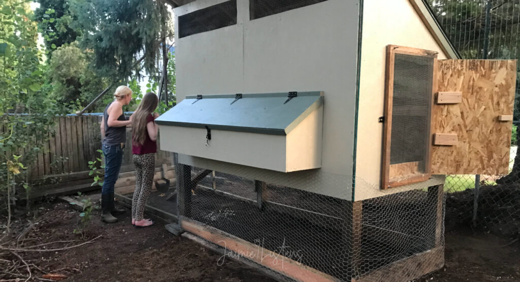 Checking on backyard chickens in a custom-built chicken coop we designed and built