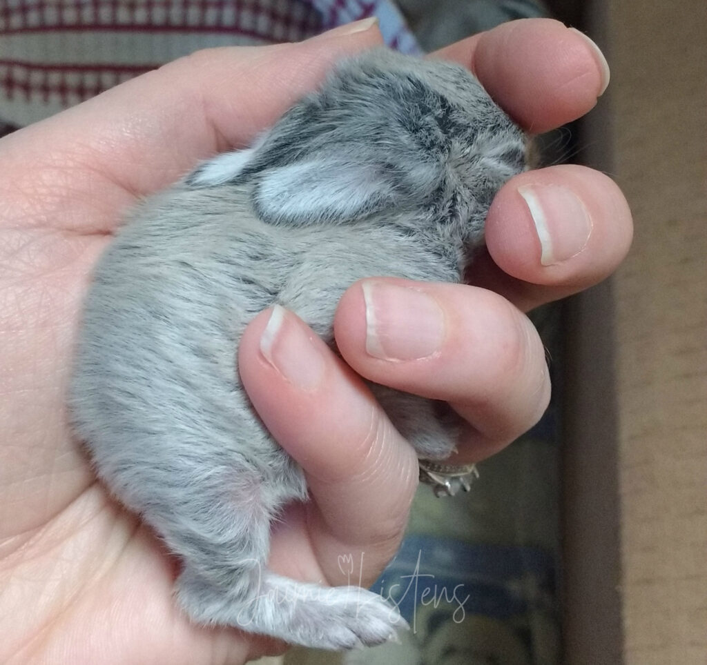 Holding a 2 week old bottle fed baby bunny.