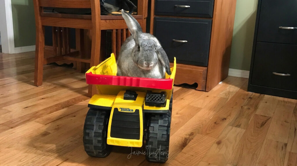 Rabbit driving around in a giant toy Tonka dump truck.