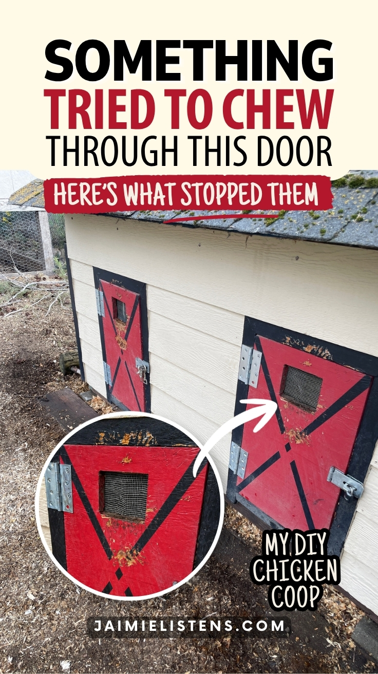 Damage on a DIY chicken coop from a predator attack.