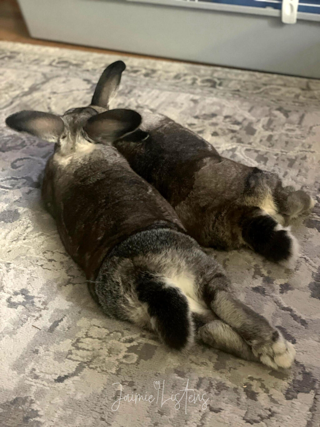 Two rabbits at 8 years old enjoying some cuddle time on the carpet.